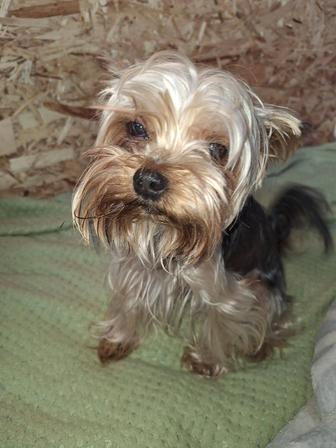 Продам иошкин терьера