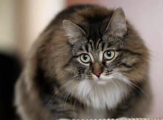 выгул кошек