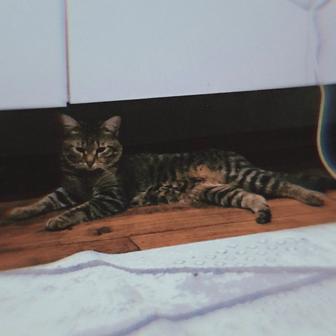 Кот Пума ищет Кошку