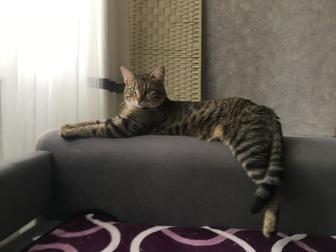 Кот Пума ищет Кошку