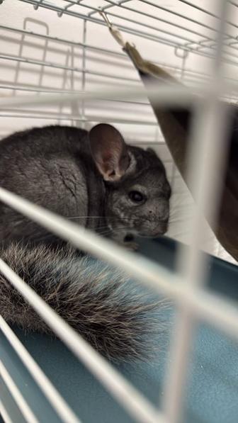 шиншилла мальчик