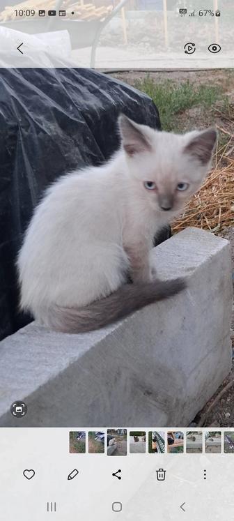 Отдаём котят в добрые руки!