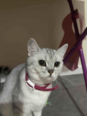 Британка кошка годик