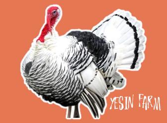 Инкубационные яйца северо кавказских индюков с гарантией качества