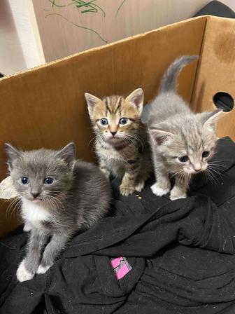 Отдам котят