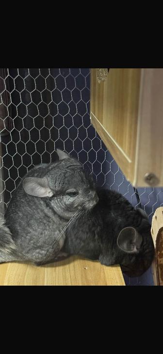 Шиншиллы. Самка и самец