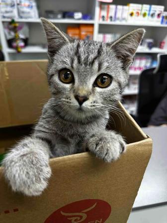 Котенка, отдадим в хорошие руки
