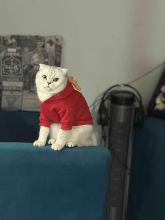 Отдам кошечку в хорошие руки