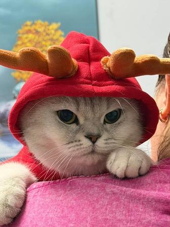 Отдам кошечку в хорошие руки