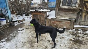 Отдам собаку 1 год в добрые руки