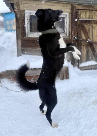 Отдам собаку 1 год в добрые руки