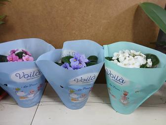 Фиалка фиалки из Голландии