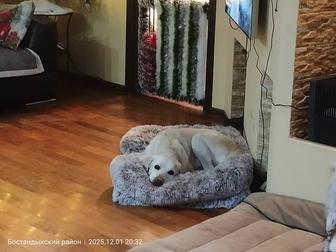 Гостиница для ваших собачек.