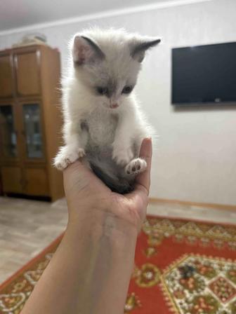 Отдам котенка девочка 2 месяца