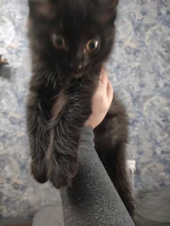 Отдам котенка бесплатно