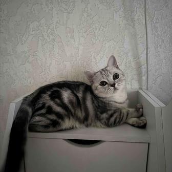 Котик британского типа