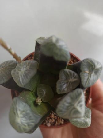 Хавортия Маугани / haworthia Maughanii