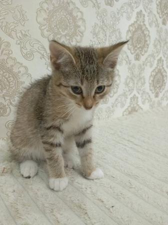 Отдам котенка даром