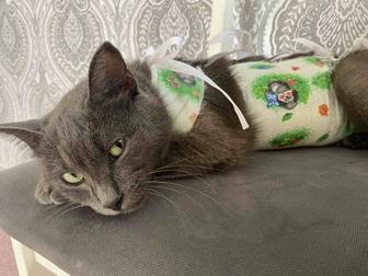 Отдам породистую кошку