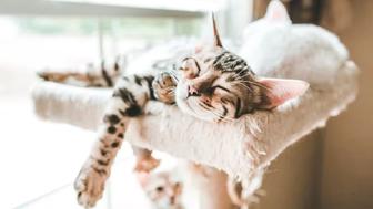 Передержка кошек