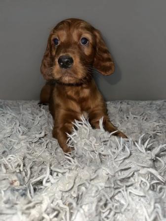 Ирландский сеттер