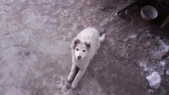 Отдам в хорошие руки щенка