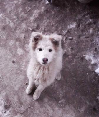 Отдам в хорошие руки щенка