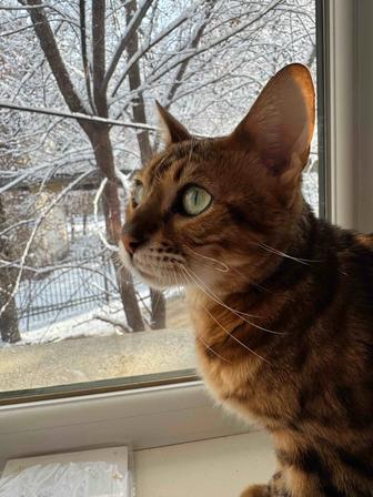 Срочно отдам Кота в хорошие руки