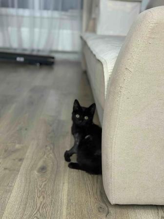 Отдам котенка, 2 месяца