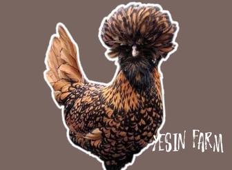 Породные куры инкубационные яйца для домашнего хозяйства