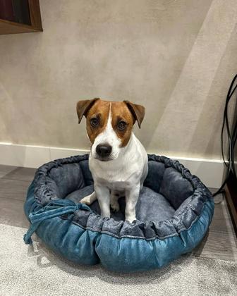 Лежанки для собак