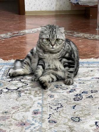 Отдам породистого кота в добрые руки