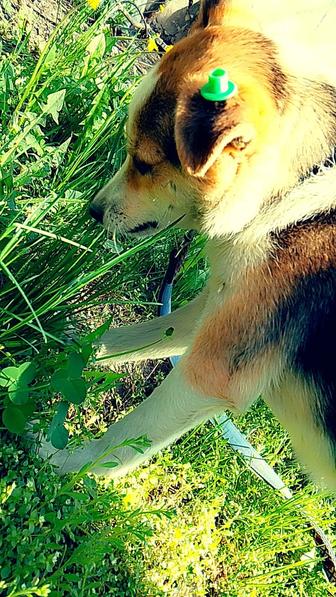 Отдам даром собачку