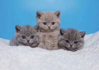 лиловый британский котенок - мальчик