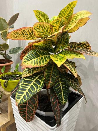 Цветы комнатные