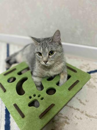 Продам кошку