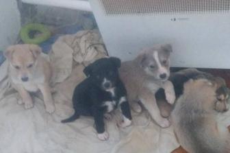 Отдам щенков в добрые руки!