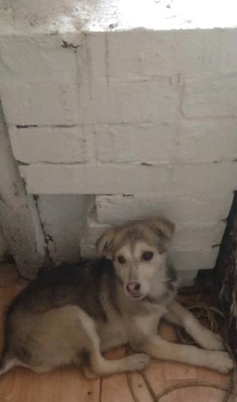 Отдам щенков в добрые руки!