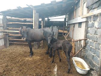 Продам 2 кобыл с жеребятами