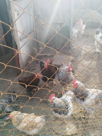 Молодые петушки