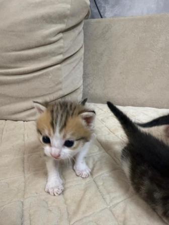 Отдам котят в добрые руки