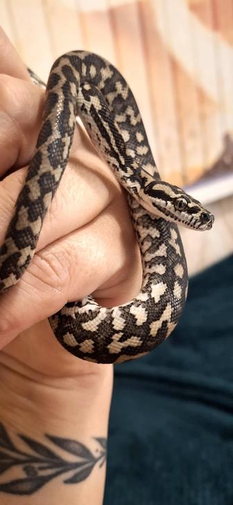 Ковровый питон