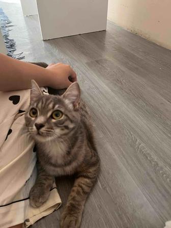 Умные котята