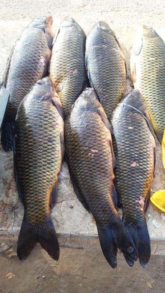 Свежая, вкусная рыба