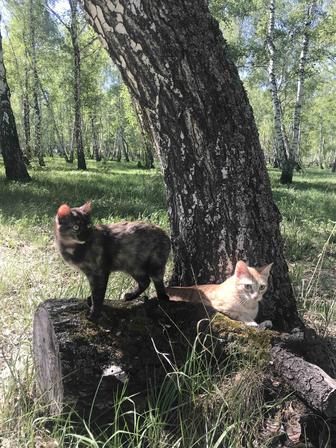 Отдам в добрые руки кота и кошечку