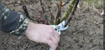 Обрезка цветов ,роз