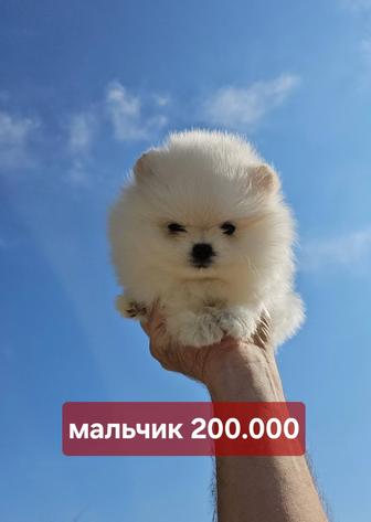 Помнранский шпиц