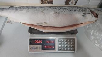 Семга Норвегия