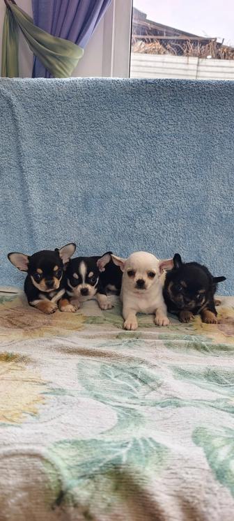 Продам щенков чихуахуа