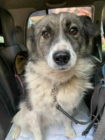 Шикарный пес